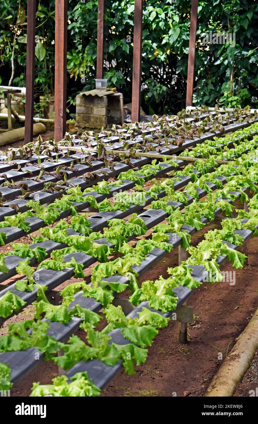 Lattughe coltivate in sistema idroponico, Teresopolis, Rio de Janeiro, Brasile Foto Stock Lattughe coltivate in sistema idroponico, Teresopolis, Rio de Janeiro, Brasile Foto Stock