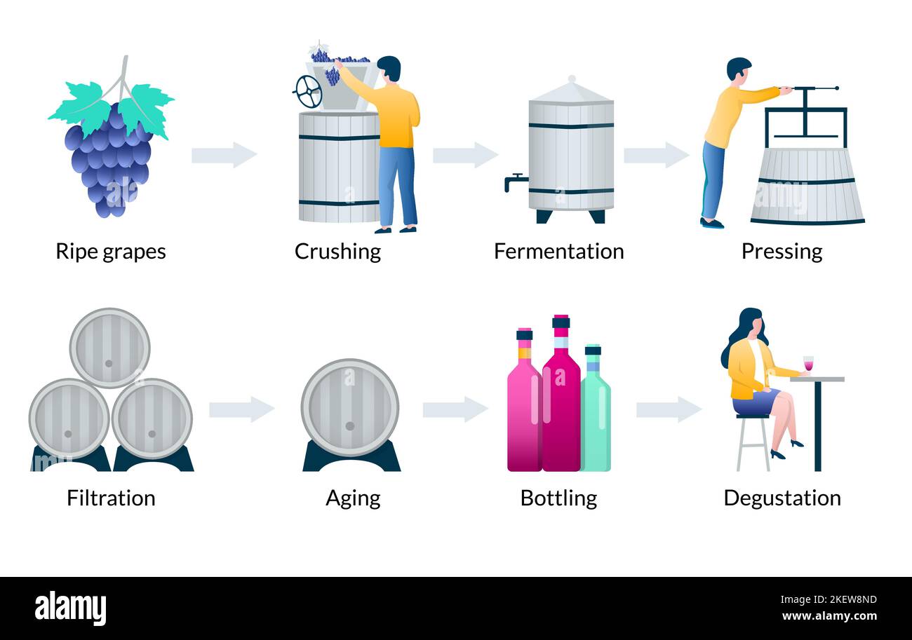 Processo di produzione del vino infografica vettoriale, diagramma con uva pigiatura fermentazione pigiatura filtrazione invecchiamento imbottigliamento fasi di degustazione. Illustrazione Vettoriale