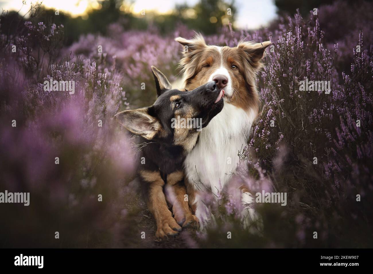 Pastore Australiano con il cane Pastore Tedesco Foto Stock