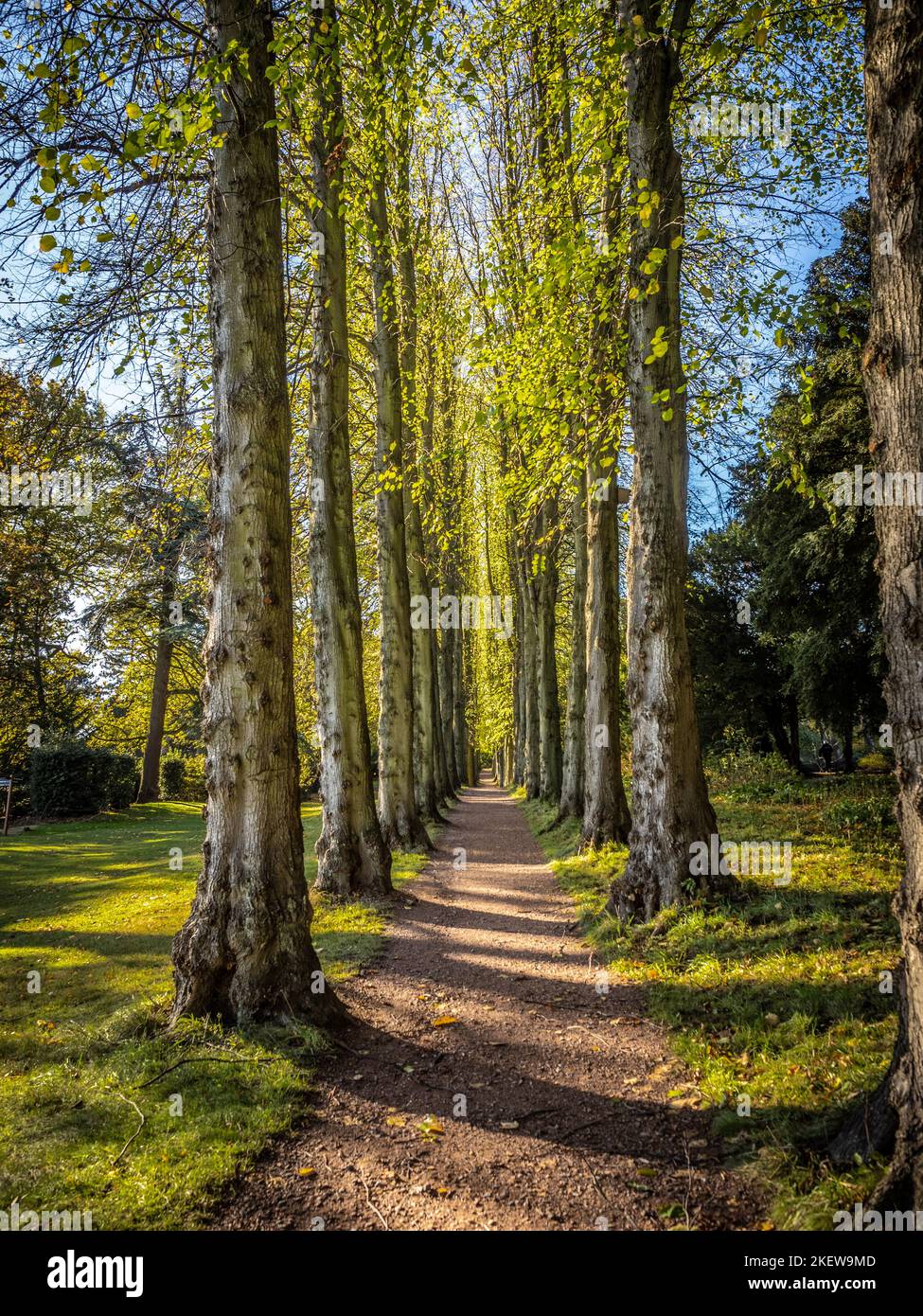 Lady Lucy's Walk, un viale di alberi di tiglio situato nei Giardini del Castello di Wentworth. Barnsley, South Yorkshire, Regno Unito. Foto Stock