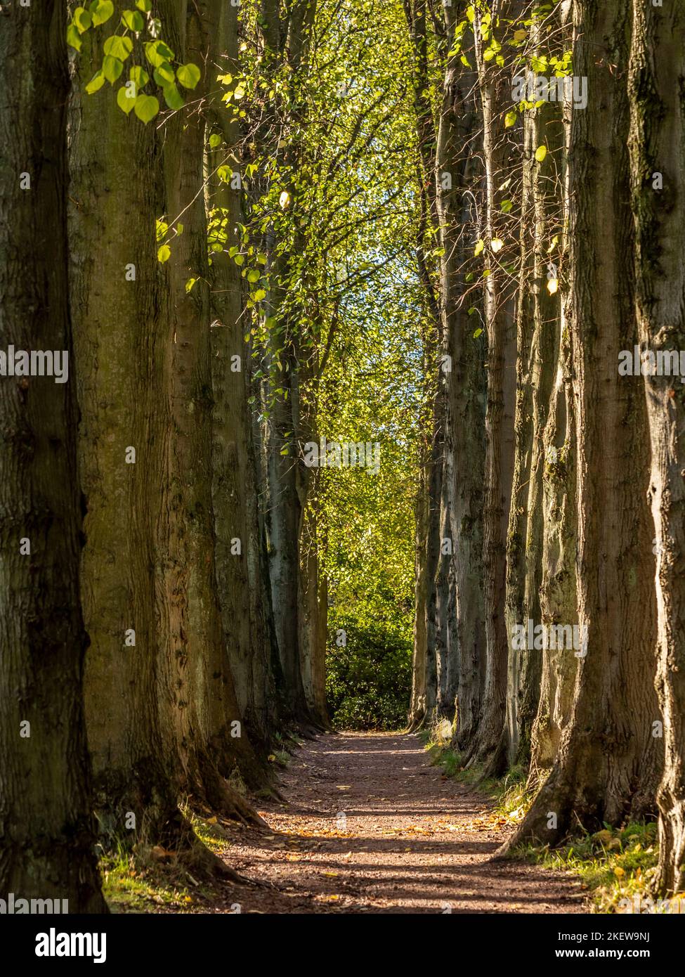 Lady Lucy's Walk, un viale di alberi di tiglio situato nei Giardini del Castello di Wentworth. Barnsley, South Yorkshire, Regno Unito. Foto Stock