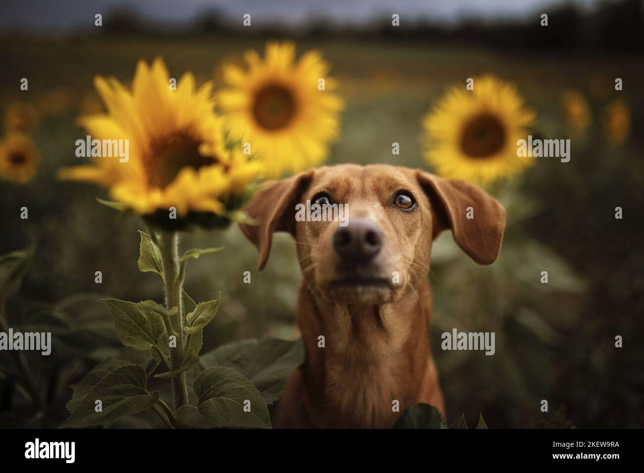 Podenco-Mongrel ritratto Foto Stock