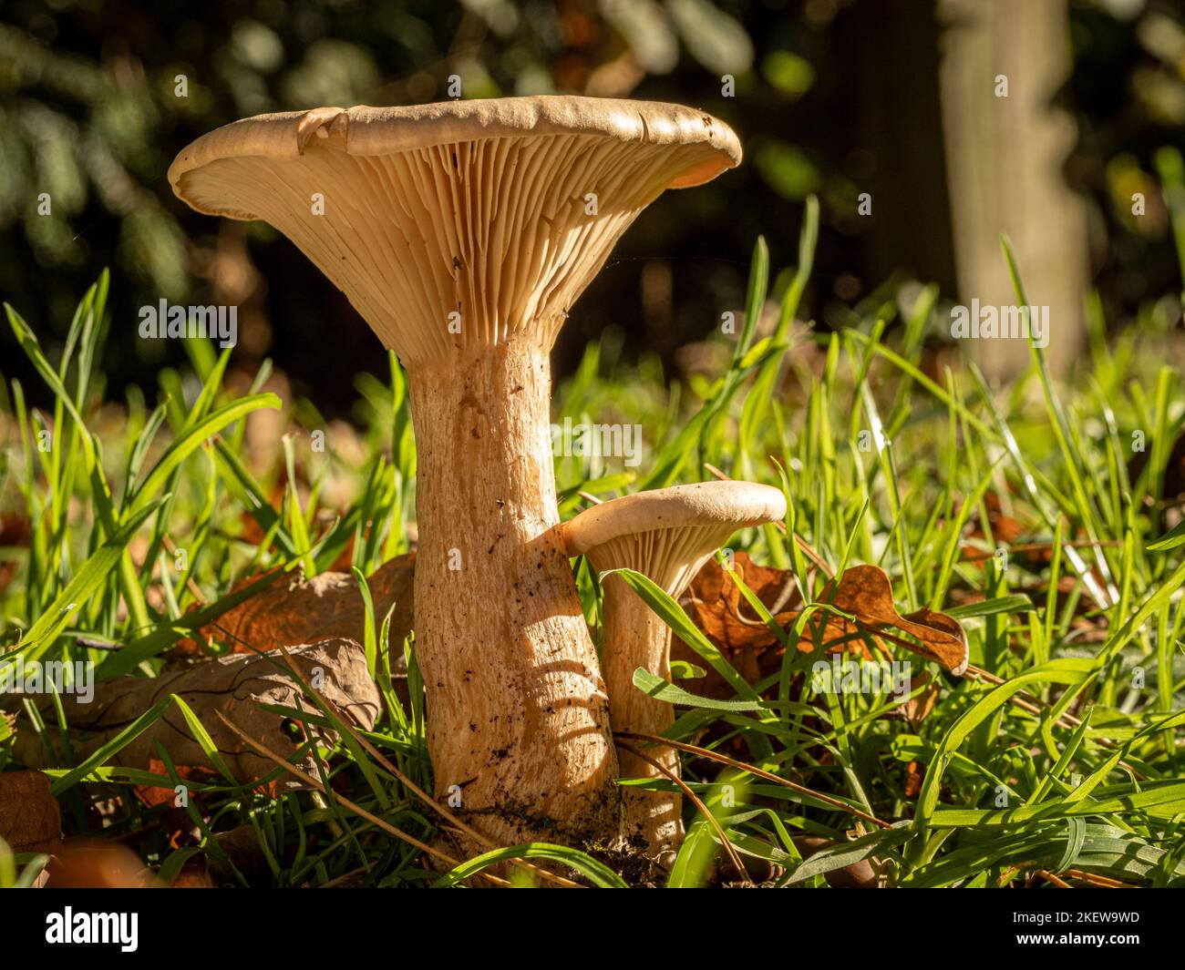 Vista laterale dei funghi con bordo a rulli marrone. Un tipo mortale di funghi che crescono ai margini di un bosco britannico. Foto Stock