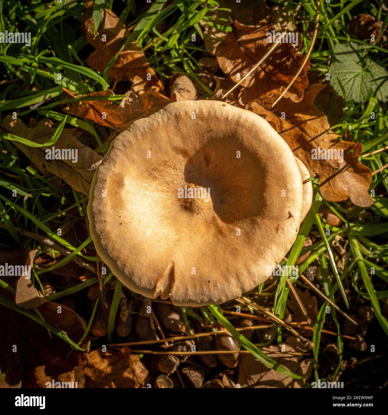 Vista dall'alto di un fungo marrone con bordo a rulli. Un tipo mortale di funghi che crescono ai margini di un bosco britannico. Foto Stock