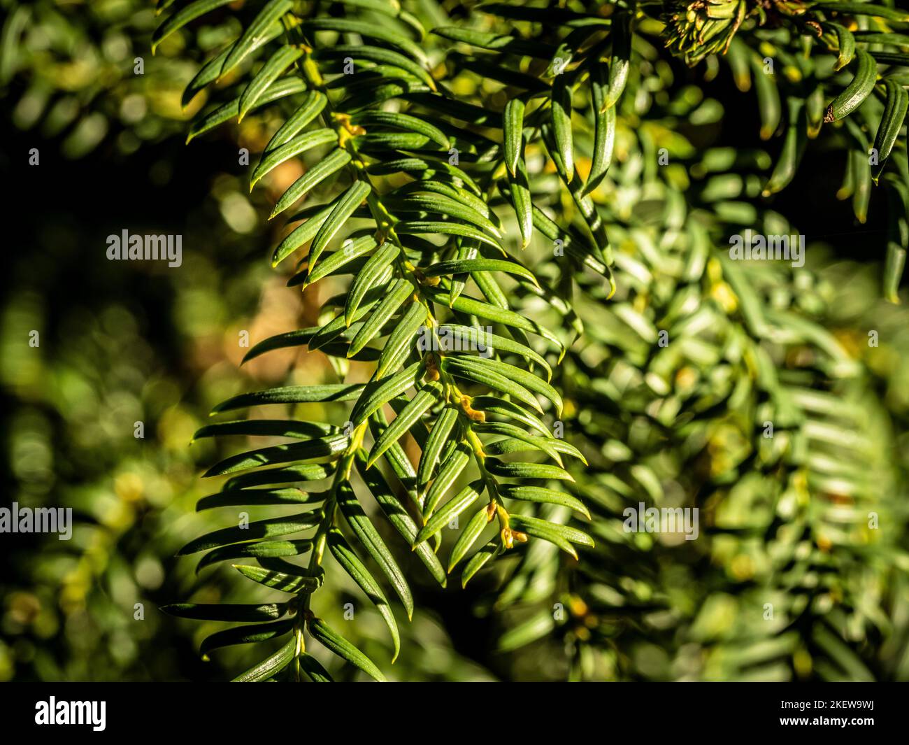 Primo piano del fogliame sempreverde di Taxus baccata, comunemente conosciuto come Yew che cresce in un giardino britannico. Foto Stock