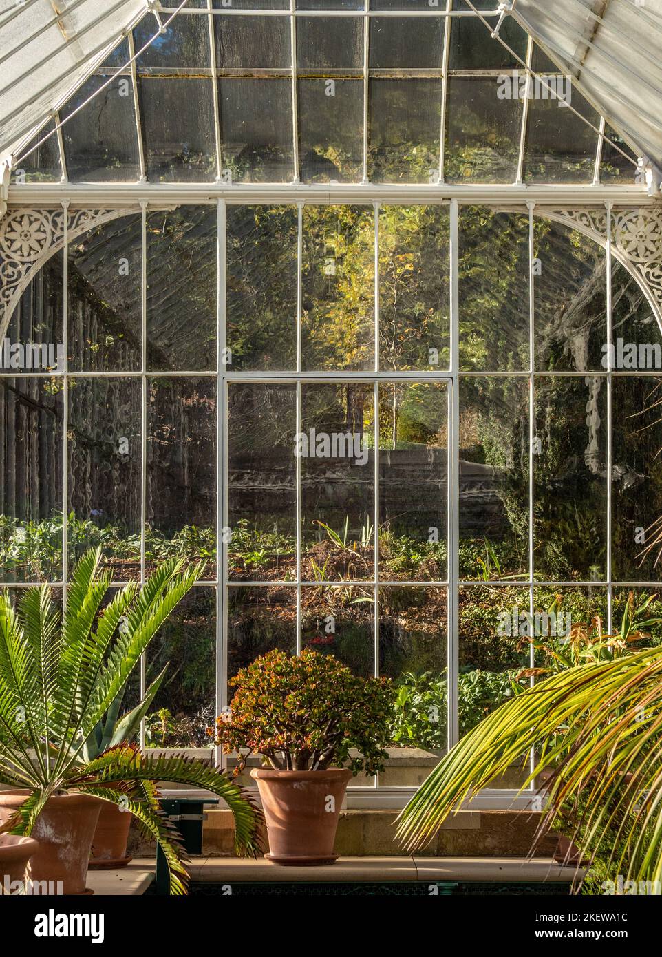Piante che crescono in pentole di terracotta all'interno del restaurato giardino d'inverno vittoriano presso i Giardini del Castello di Wentworth. REGNO UNITO. Foto Stock