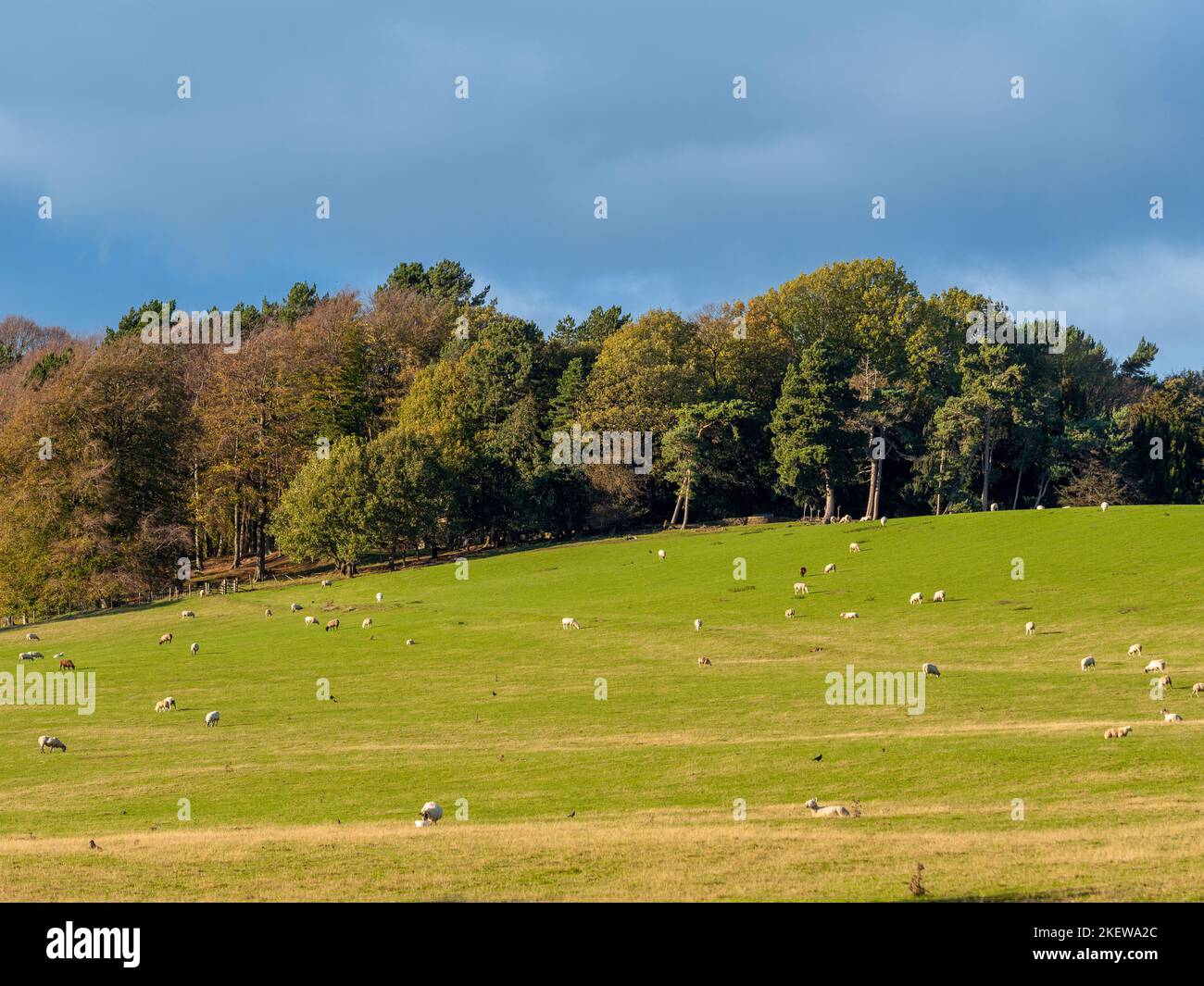 Pecore pascolano nel parco dei Giardini del Castello di Wentworth, in una giornata di sole d'autunno. Barnsley. REGNO UNITO Foto Stock