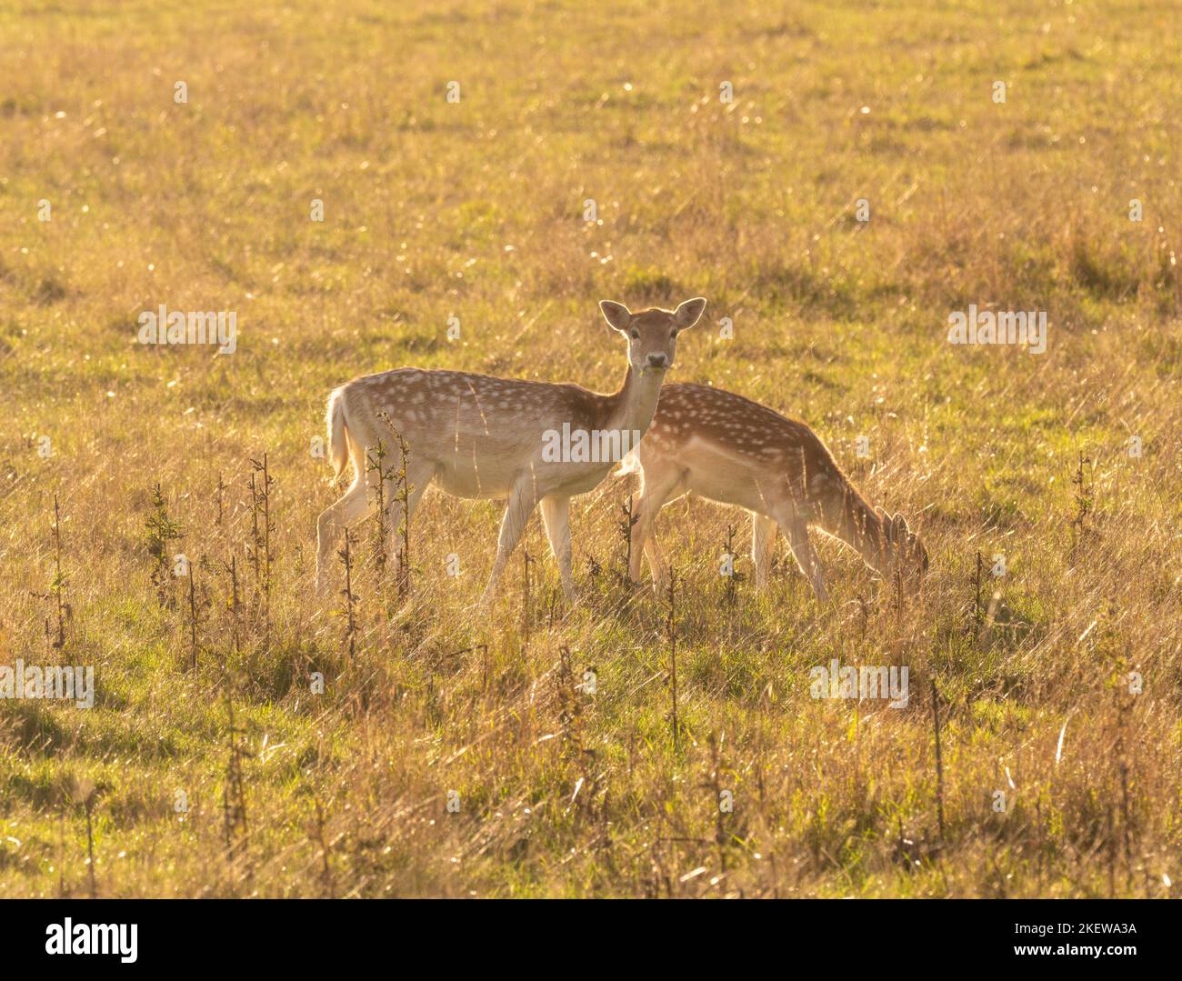 2 cervi da fieno retroilluminati che pascolano nella campagna dello Yorkshire in un giorno d'autunno soleggiato. Foto Stock