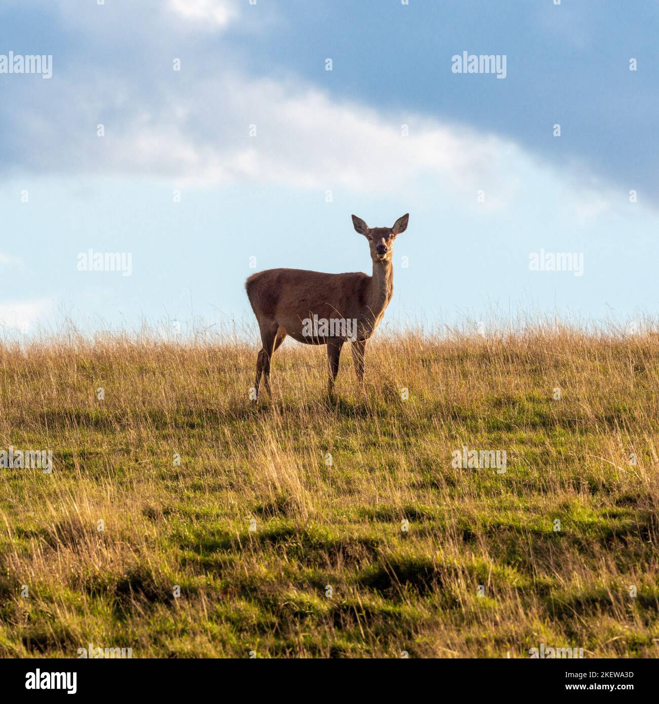 Vista laterale della femmina solita Red Deer in piedi in erba guardando in avanti. REGNO UNITO Foto Stock