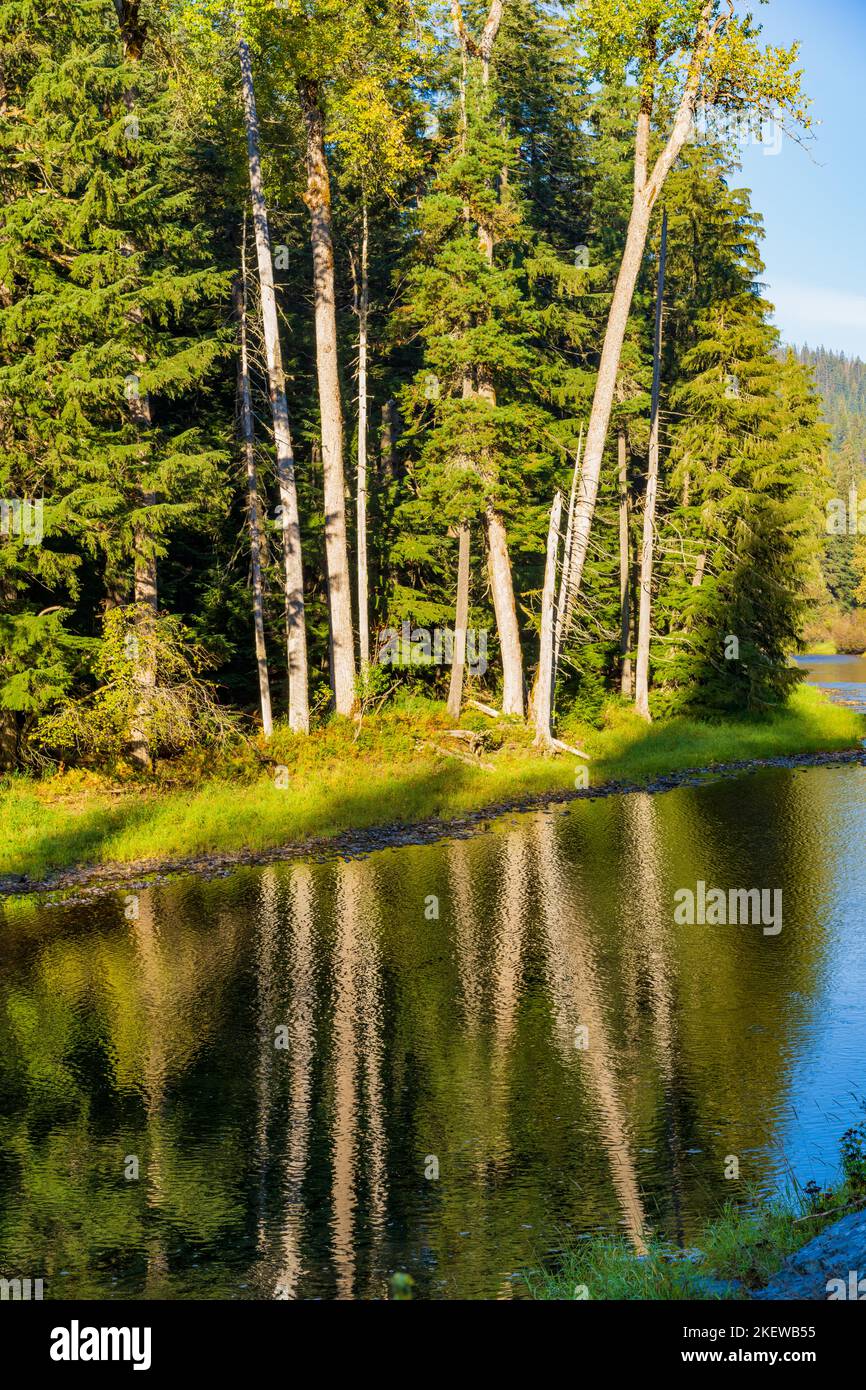 Mattina Sunshine trasforma un fiume in uno stagno riflettente per uno stand di alberi sempreverdi. Foto Stock