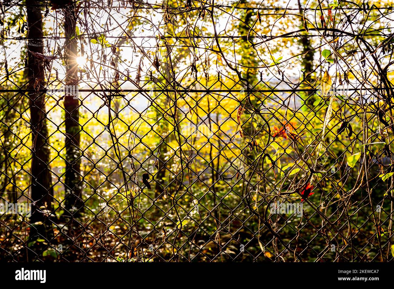 Una recinzione di filo con erbacce e sottobosco con luminoso sole tardo pomeriggio che splende through.A grande concetto per essere intrappolato o difficile via di fuga Foto Stock