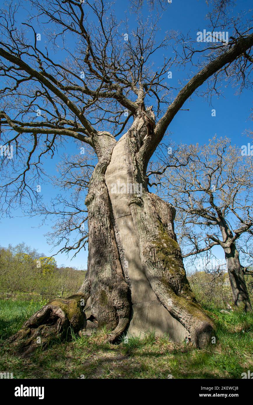 Una cavità dell'albero riempita con calcestruzzo / cemento per sostenerlo strutturalmente / cemento grigio all'interno di un tronco dell'albero Foto Stock