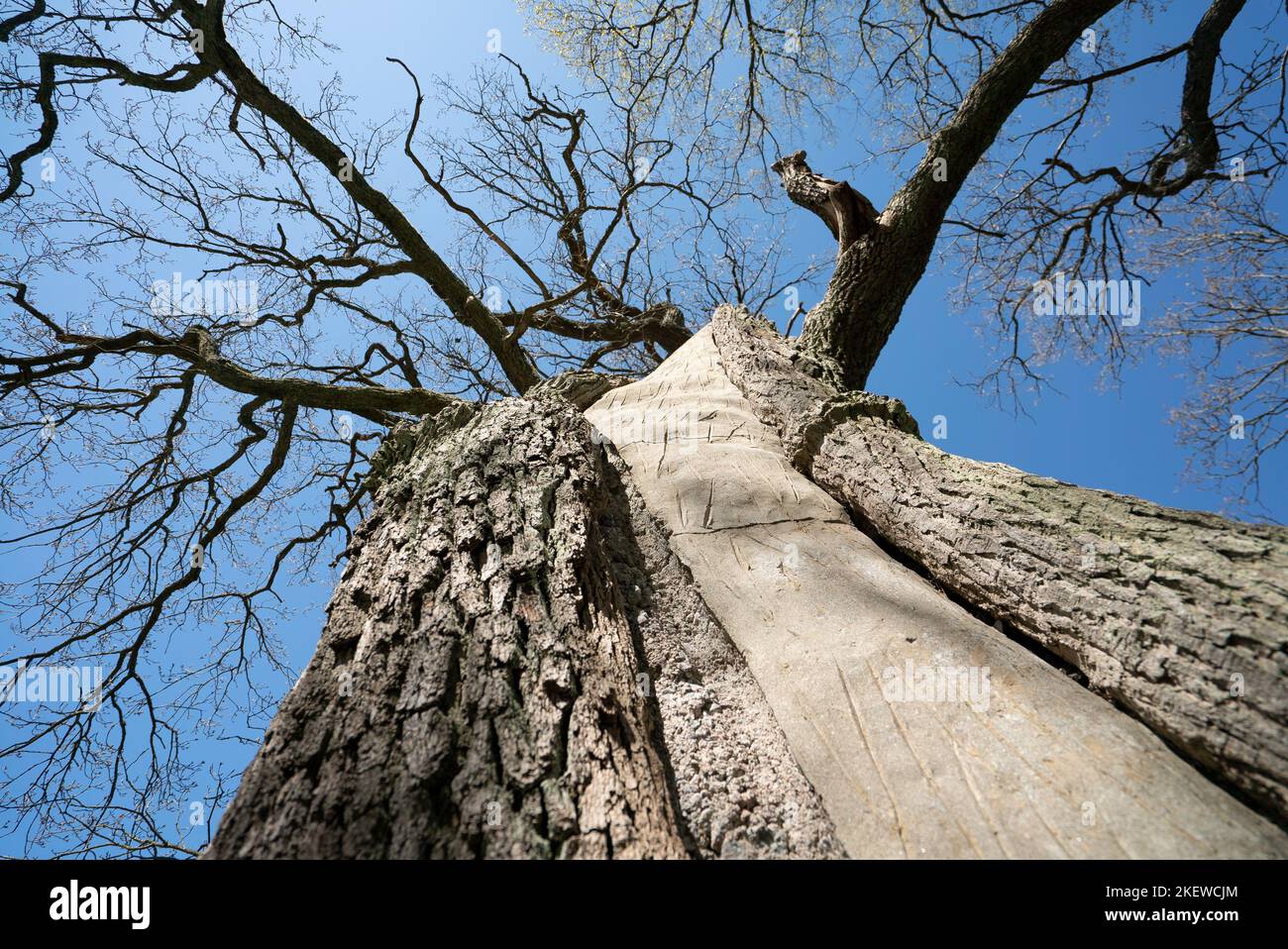 Una cavità dell'albero riempita con calcestruzzo / cemento per sostenerlo strutturalmente / cemento grigio all'interno di un tronco dell'albero Foto Stock