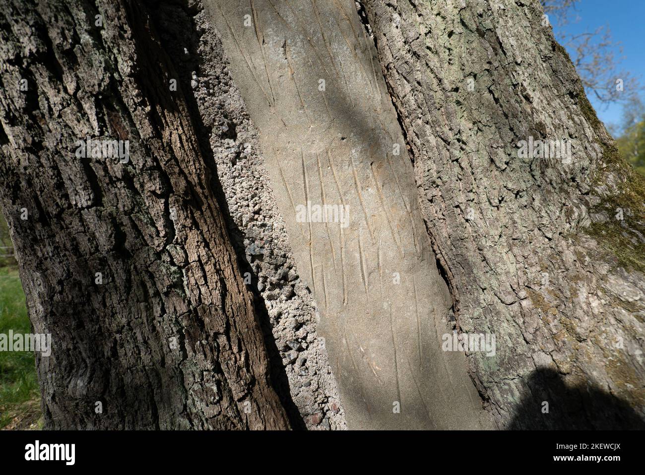 Una cavità dell'albero riempita con calcestruzzo / cemento per sostenerlo strutturalmente / cemento grigio all'interno di un tronco dell'albero Foto Stock