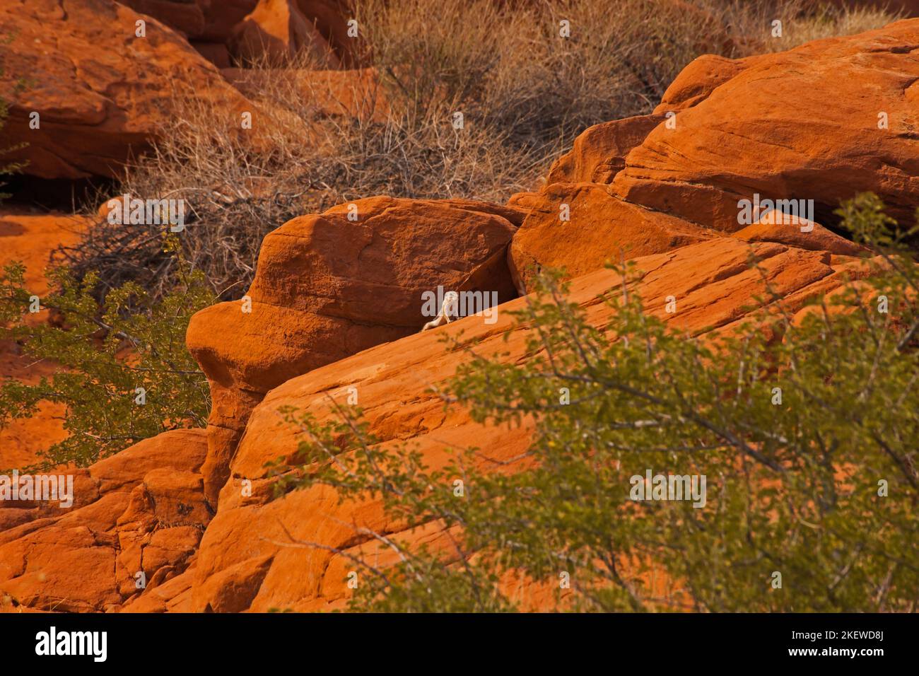 Scoiattolo di Antelope dalla coda bianca (Ammospermophilus leucurus) su rocce rosse nel Valley of Fire state Park. Nevada Foto Stock