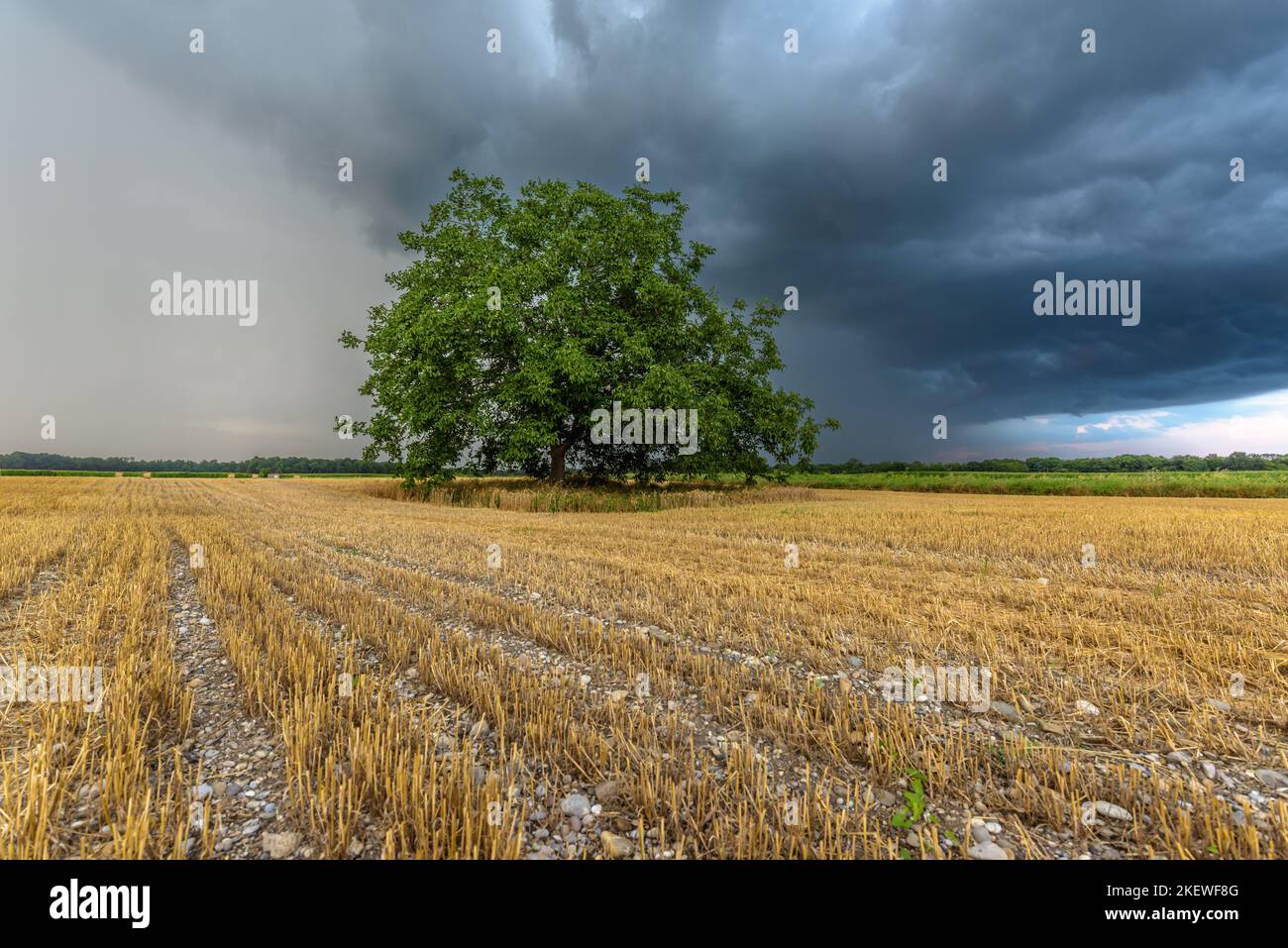 Cielo tempestoso sulla pianura coltivata in estate. Alsazia, Francia. Foto Stock