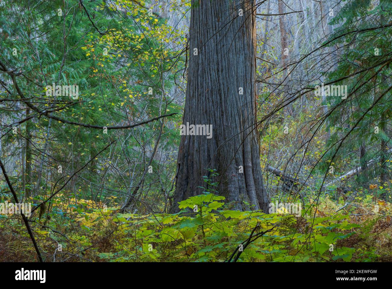 Il Settlers Grove of Ancient Cedars è una foresta dell'Idaho settentrionale con alberi di oltre 1.000 anni e tronchi di diametro superiore a 10 metri. Foto Stock
