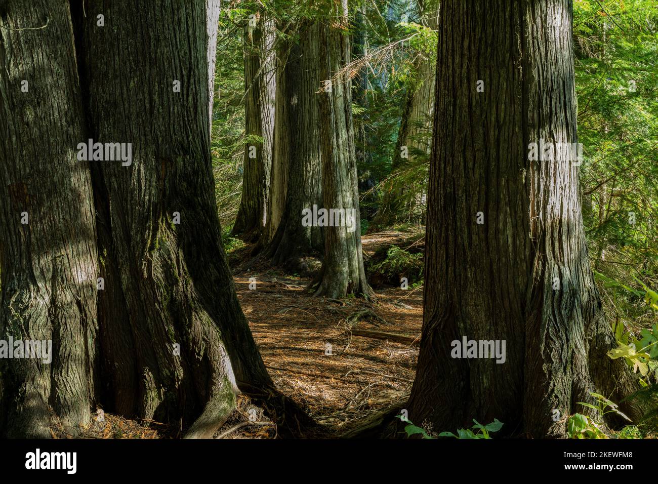 Il Settlers Grove of Ancient Cedars è una foresta dell'Idaho settentrionale con alberi di oltre 1.000 anni e tronchi di diametro superiore a 10 metri. Foto Stock