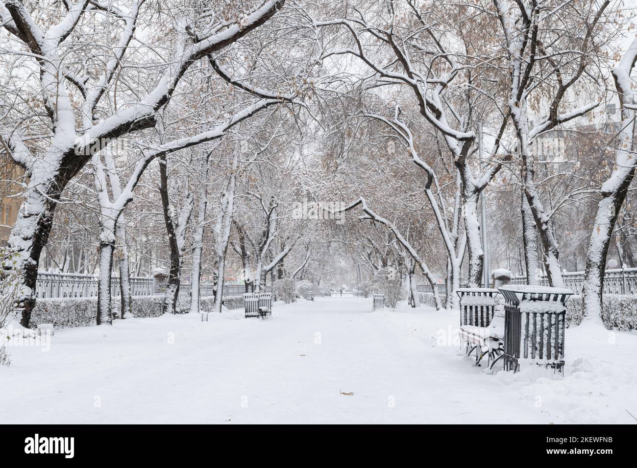 Bel vicolo invernale con alberi nel parco della città, rami di alberi coperti di neve in un arco, il primo piano è sfocato a causa della polvere di neve, inverno, nuvoloso, Foto Stock