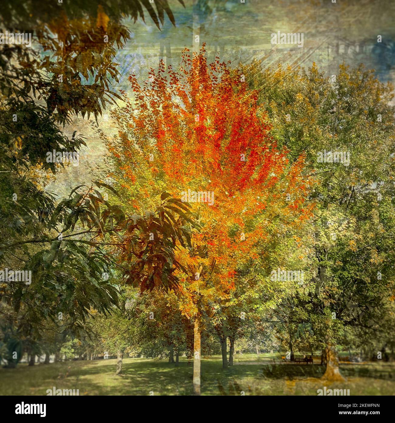 Londra autunnale. Parco Verde. Fusione digitale creativa della stessa immagine con filtro in difficoltà. Foto Stock