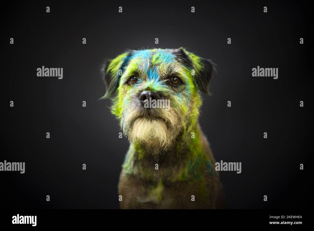 Maschio confine Terrier Foto Stock