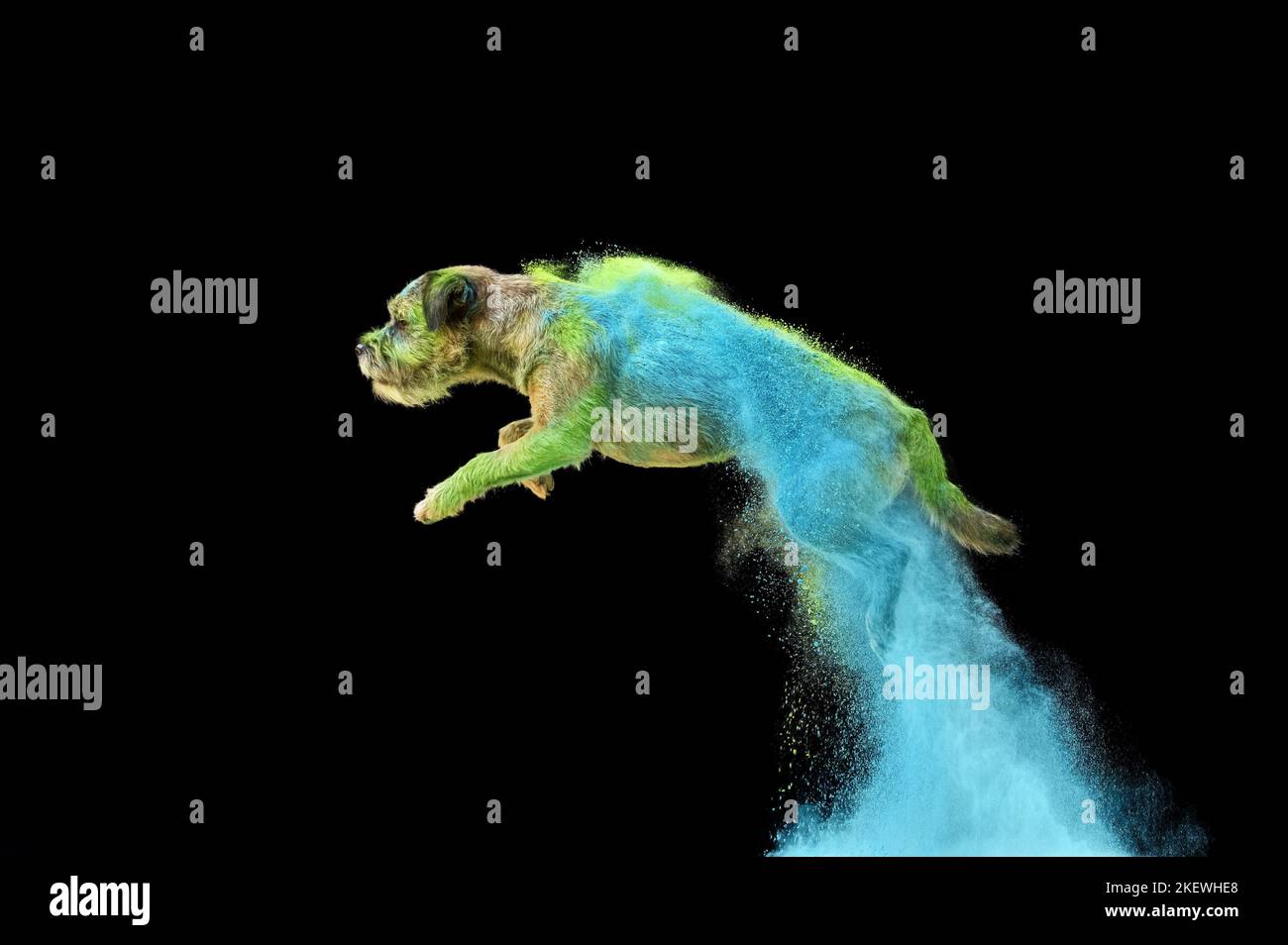 Maschio confine Terrier Foto Stock