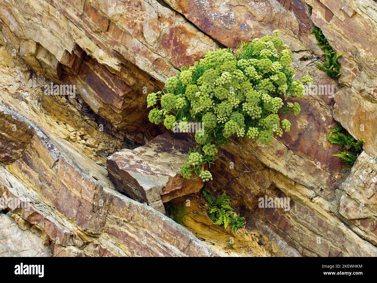 litoranea fiori selvatici euforbia (munghie) (spurge) che crescono sulla scogliera a marloes sands pembrokeshire costa parco nazionale in tarda estate Foto Stock