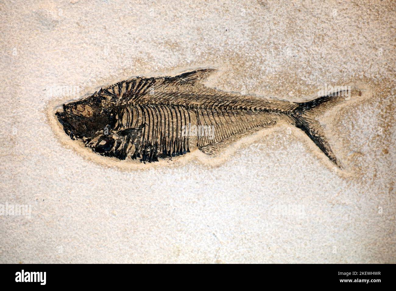 Pesci fossili conservati resti, impressione, o traccia di qualsiasi cosa una volta vivente da un'era geologica passata. Esempi includono ossa, conchiglie, esoscheleton, Foto Stock