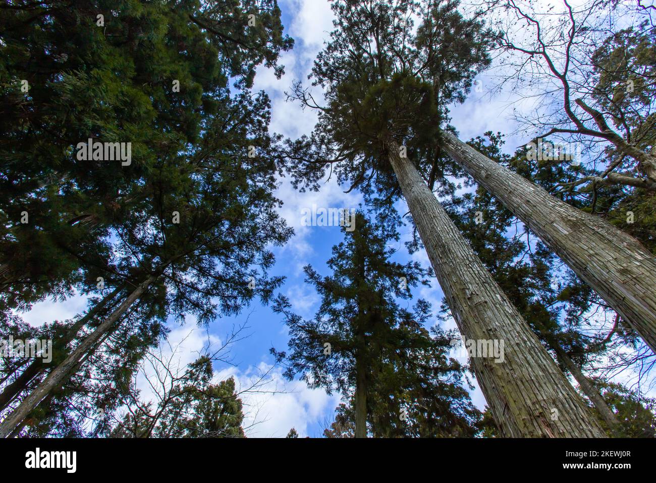Vista dal basso di alti alberi vecchi nella foresta a Hieizan (Mt. Hiei) nella giornata di sole, Shiga, Giappone. Cielo blu sullo sfondo. Scenico, tranquillo, concetto di natura Foto Stock