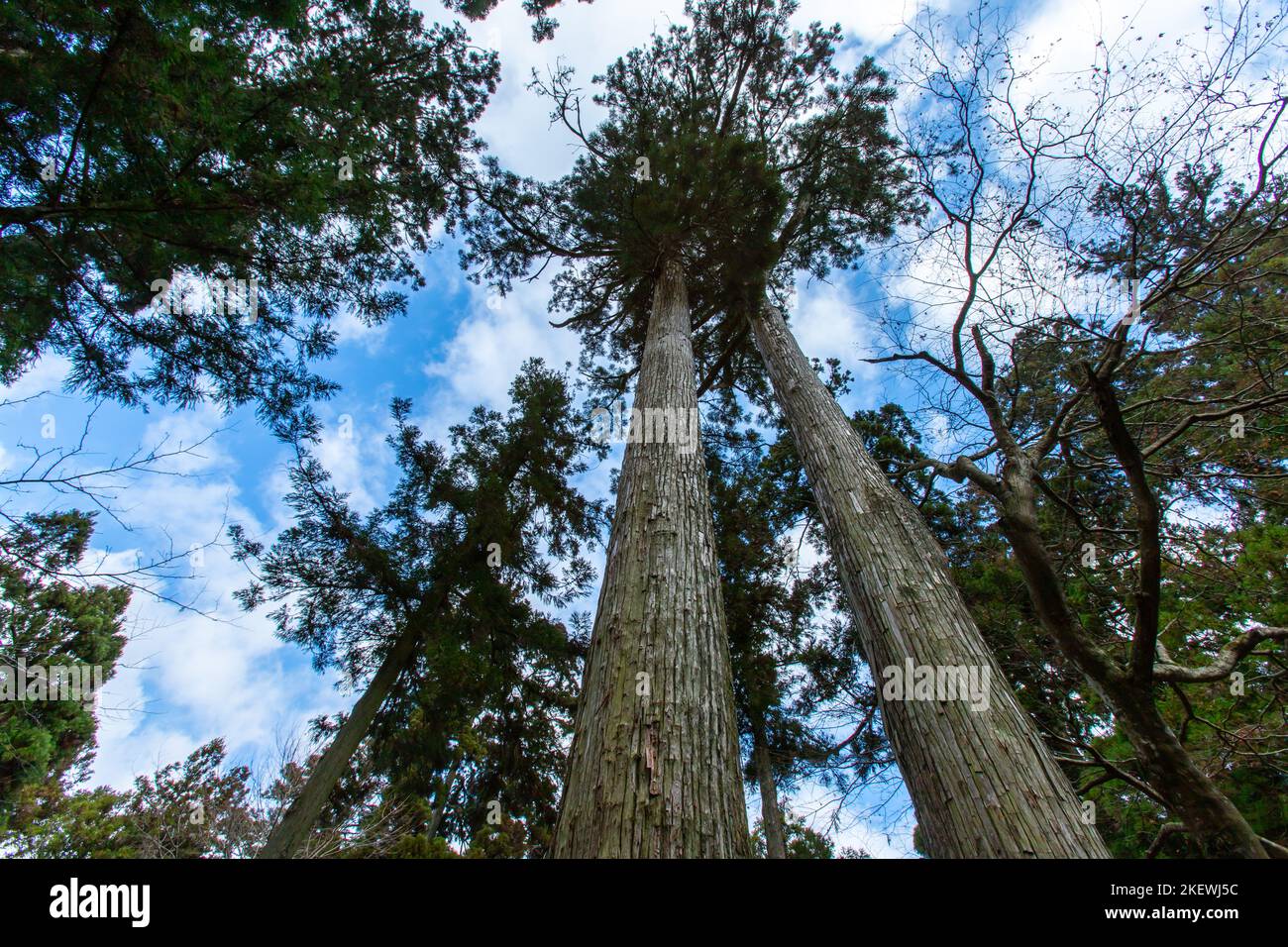 Vista dal basso di alti alberi vecchi nella foresta a Hieizan (Mt. Hiei) nella giornata di sole, Shiga, Giappone. Cielo blu sullo sfondo. Scenico, tranquillo, concetto di natura Foto Stock
