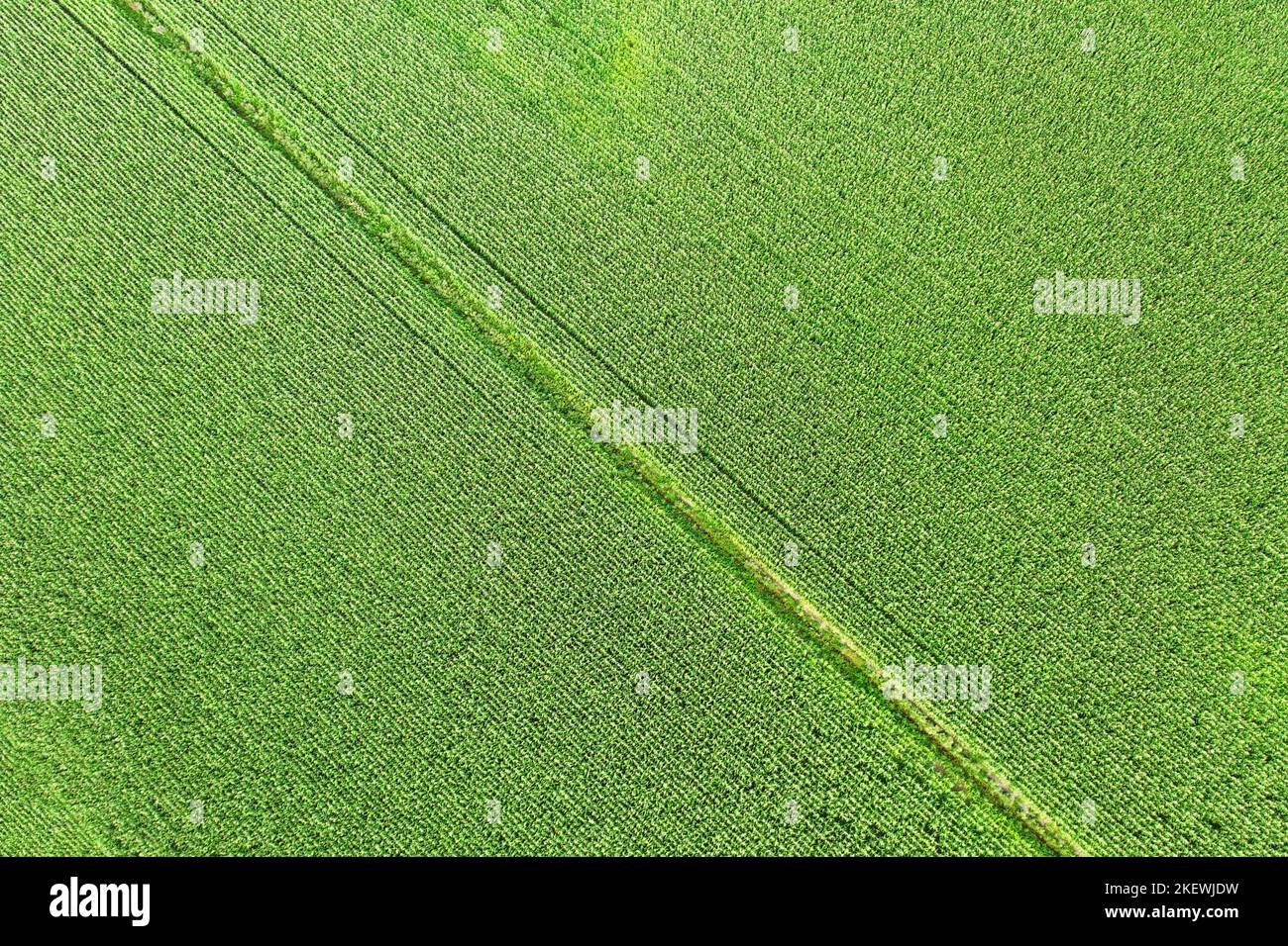 Vista dall'alto del campo mais. Paesaggio aereo a tema agricolo per texture e sfondo Foto Stock