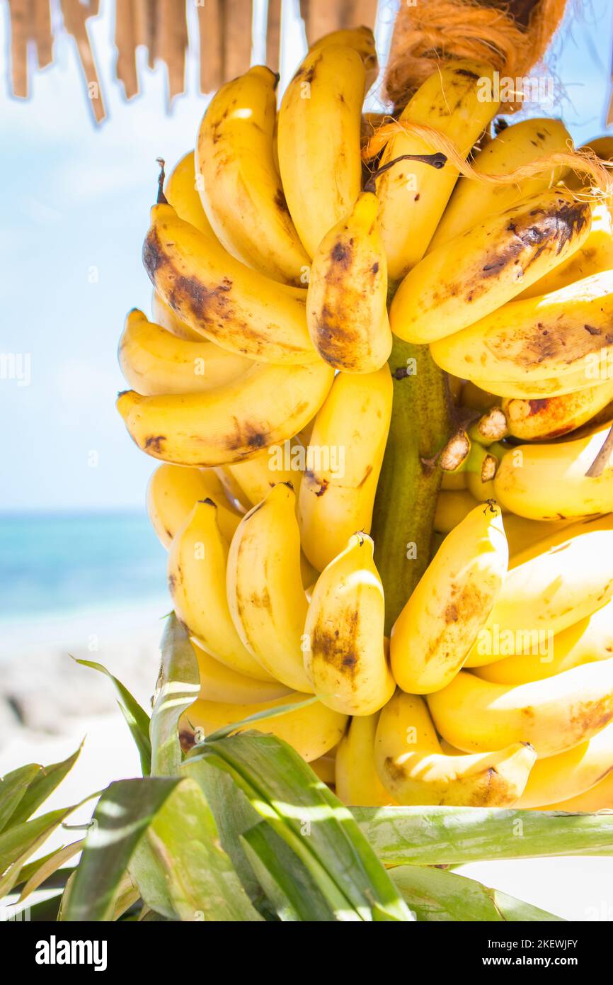 Mazzo di banane mature. Frutti tropicali dolci. Pila di banane del bambino. Cibo vegetariano. Frutta deliziosa. Gustoso alimentari esotici. Cibo di strada tropicale. Foto Stock