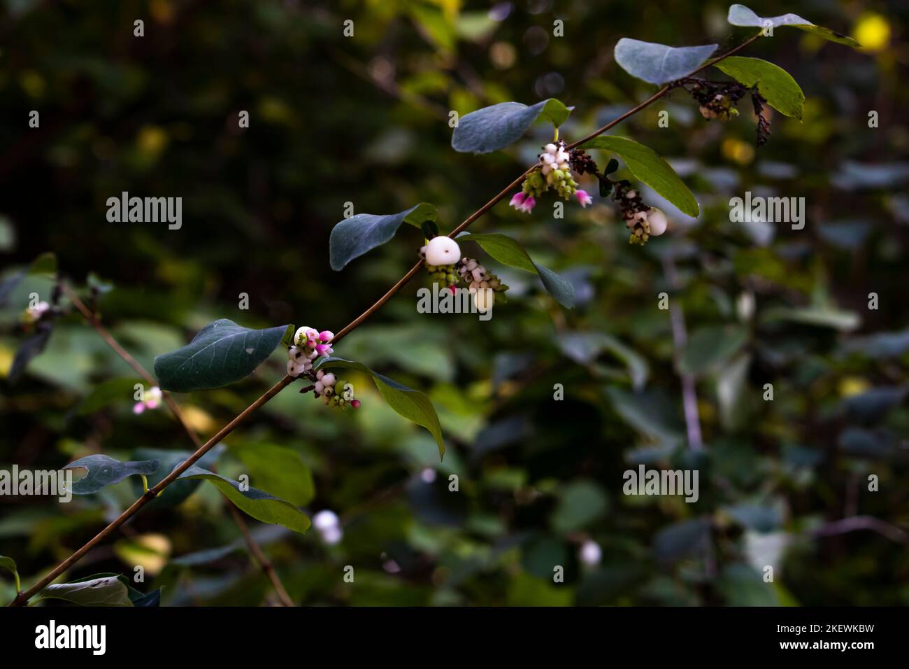 Symphoricarpos albus, bacca di neve bianca Foto Stock