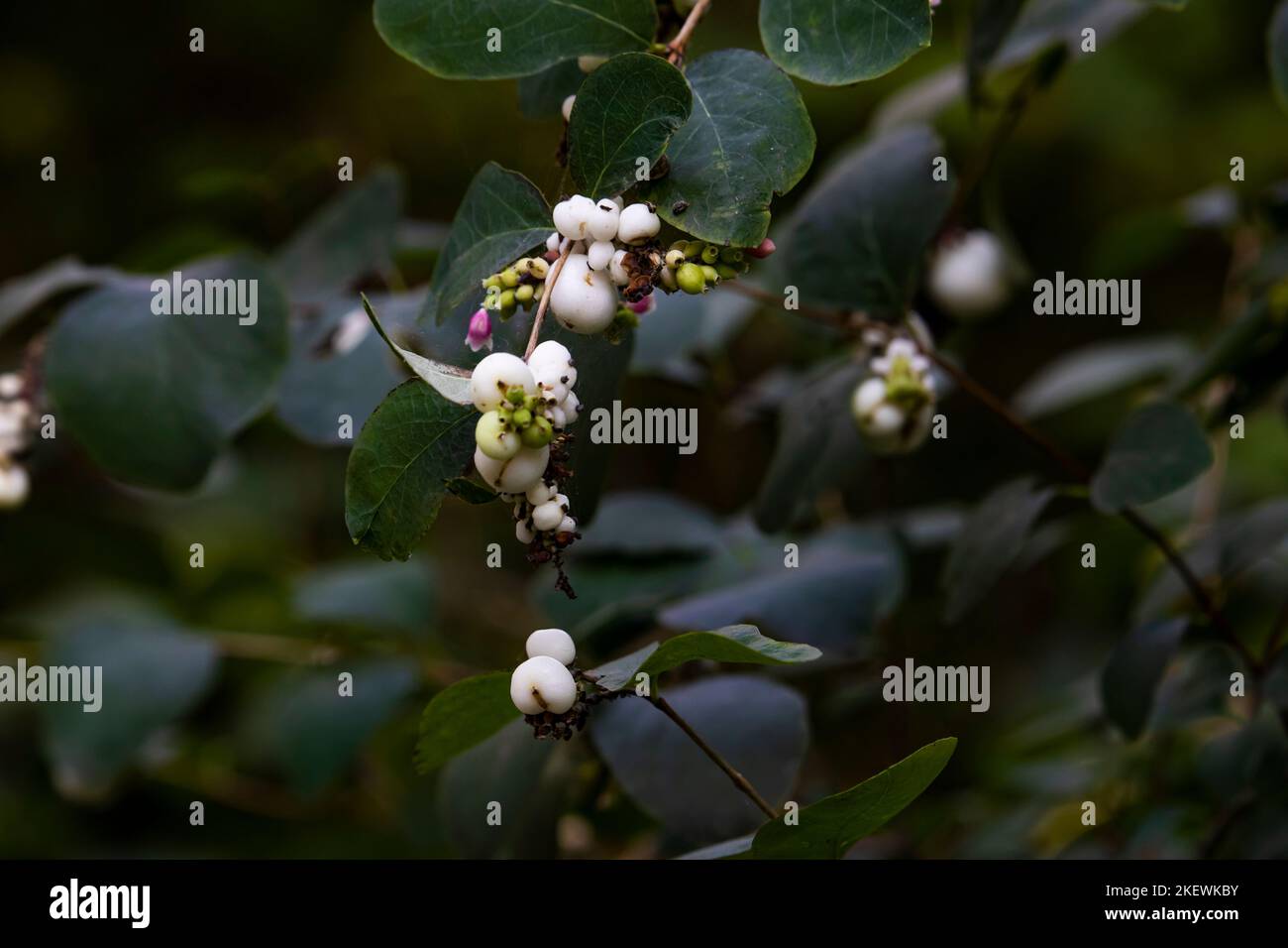 Symphoricarpos albus, bacca di neve bianca Foto Stock