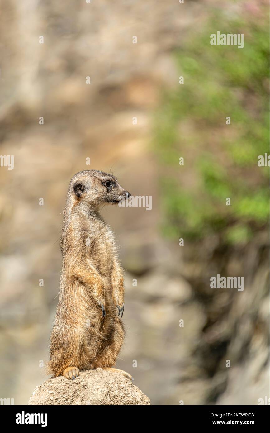 Primo piano di un singolo Meerkat (Suricata suricatta) in guardia allo Zoo di Berlino, Germania Foto Stock