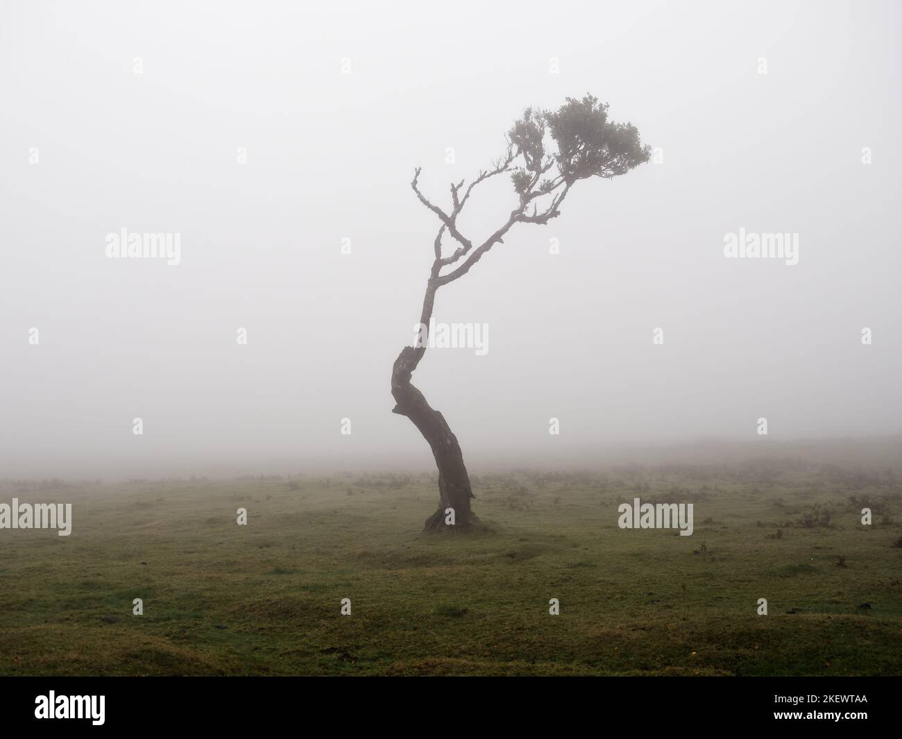 Foresta magica e alberi di alloro con forme insolite causate dal vento e dall'ambiente aspro. Viaggia per il mondo. Laurisilva Madeira Portogallo UNESCO. Foto Stock