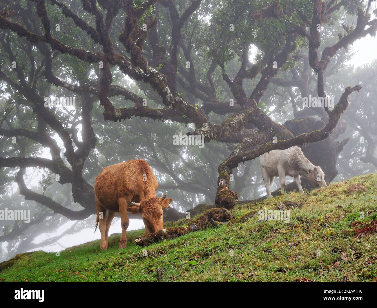 Mucche mangiano erba in una foresta nebbiosa. Mucche bianche e marroni. Venti forti. Bestiame bovino in natura. Laurisilva Madeira Portogallo UNESCO. Foto Stock