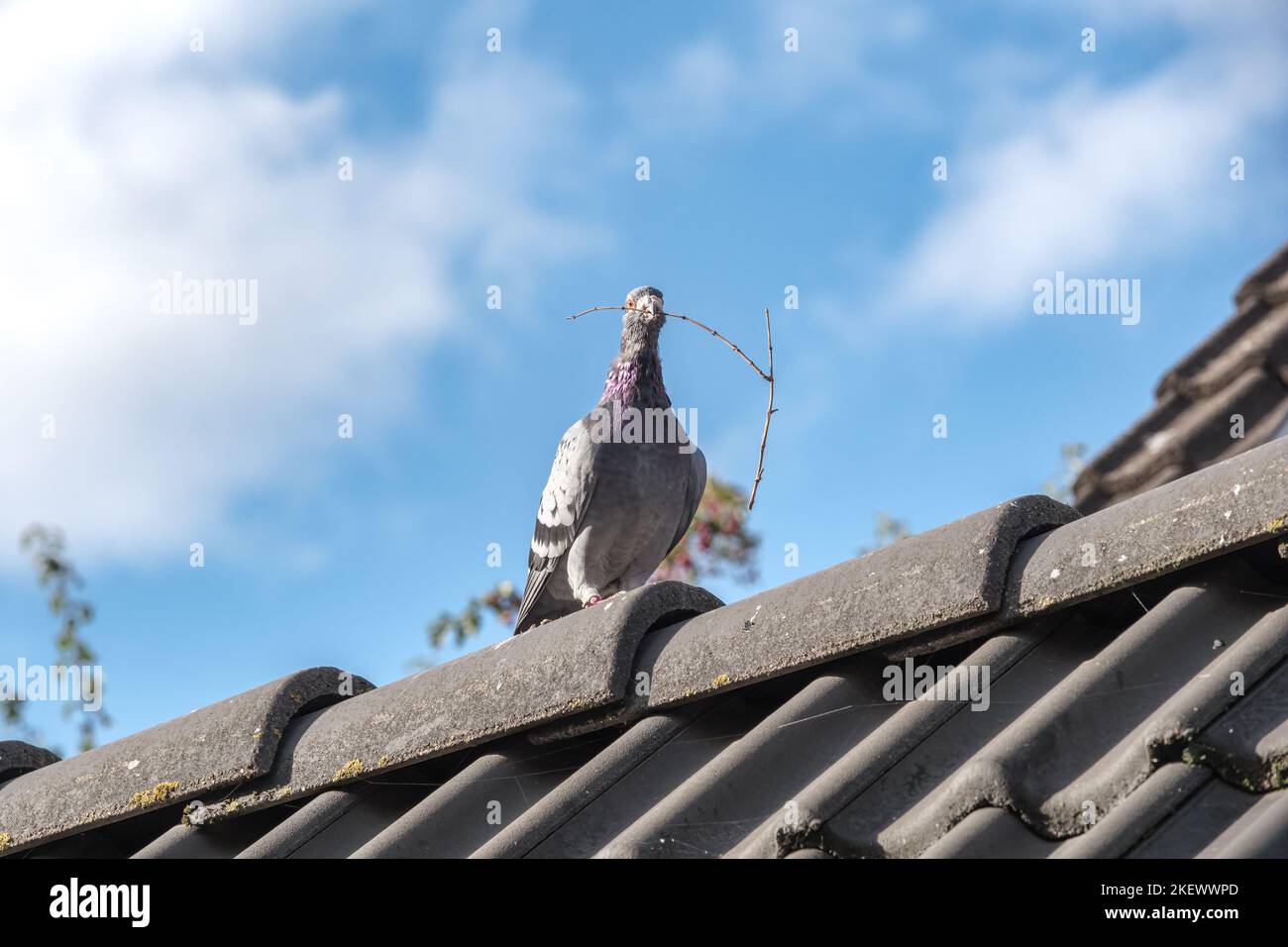 Piccione vettore cammina sulla cresta di un tetto con un ramoscello nel suo becco Foto Stock