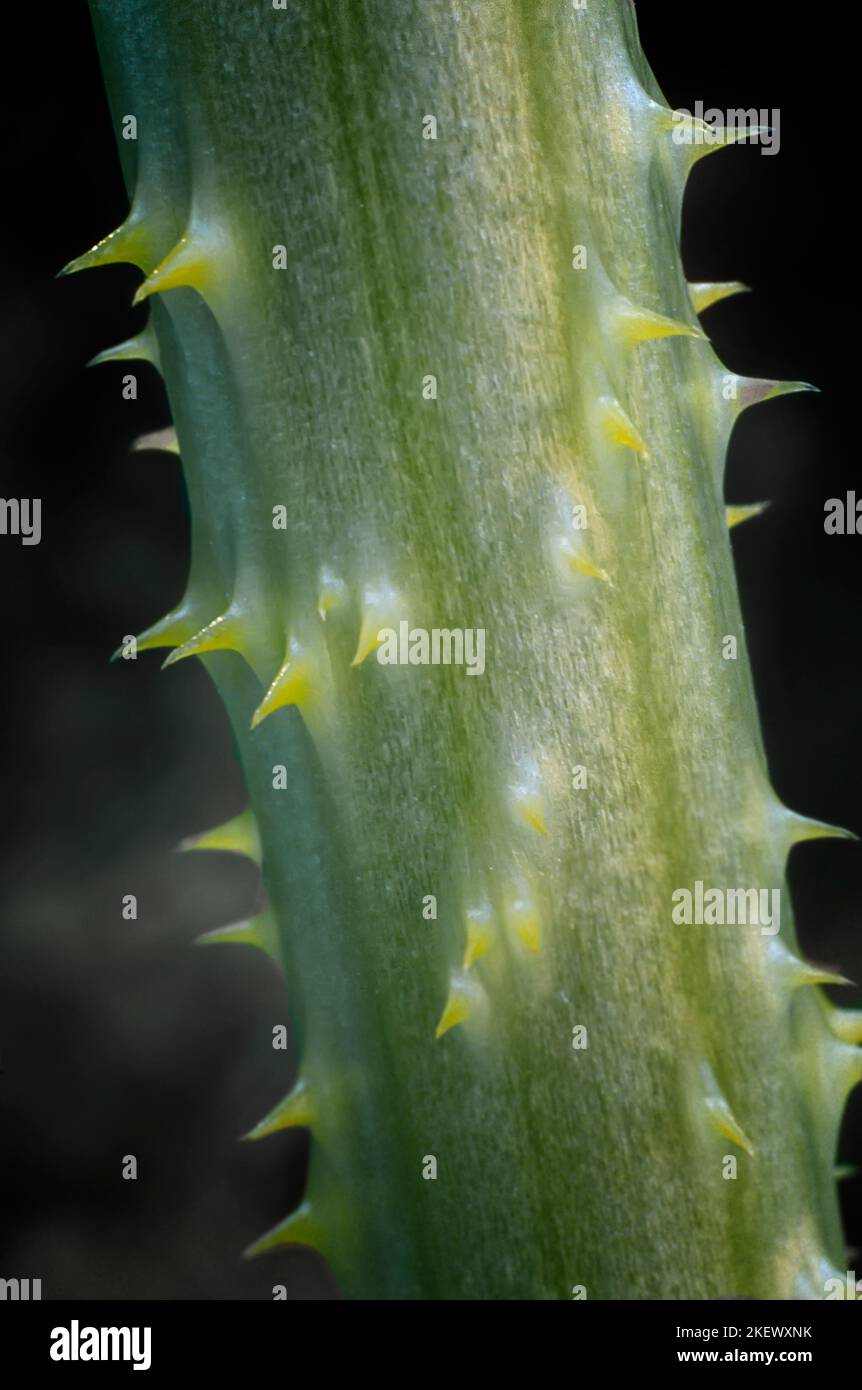 Cannello selvatico (Dipsacus fullonum); poppa spinosa clouse up. Foto Stock