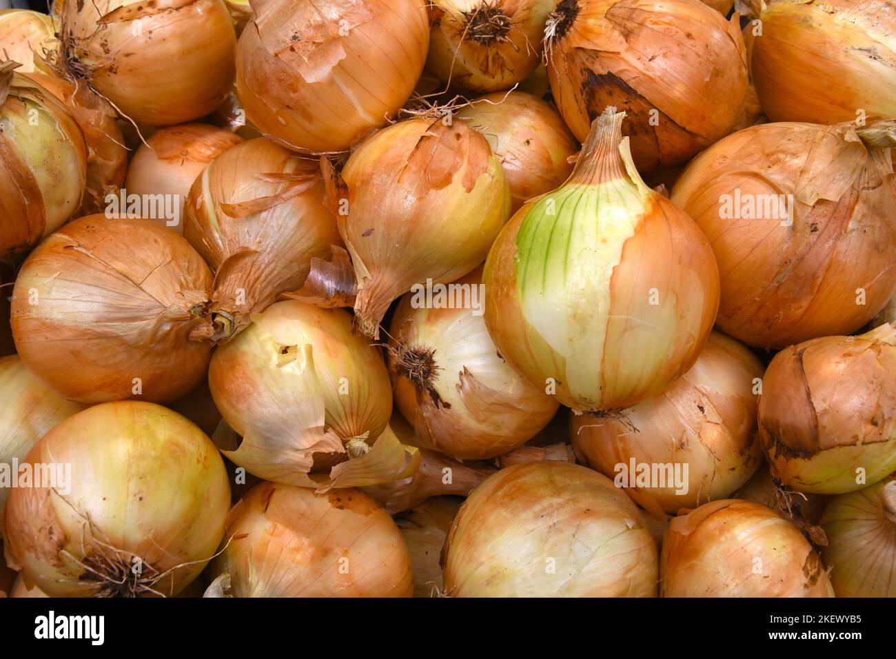 Pile di cipolle fresche Foto Stock