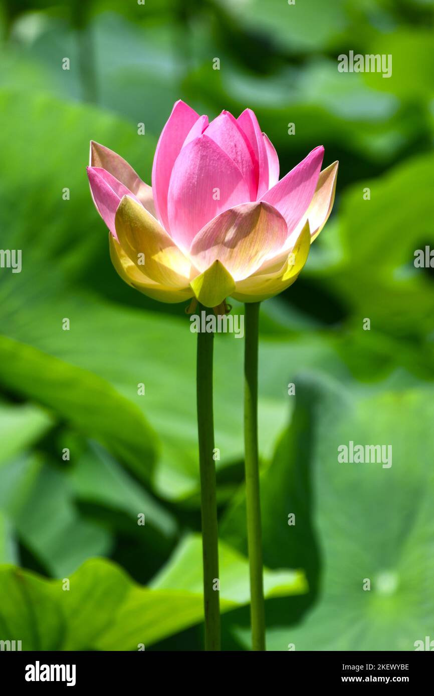 Giglio rosa o fiore di loto in una palude Foto Stock