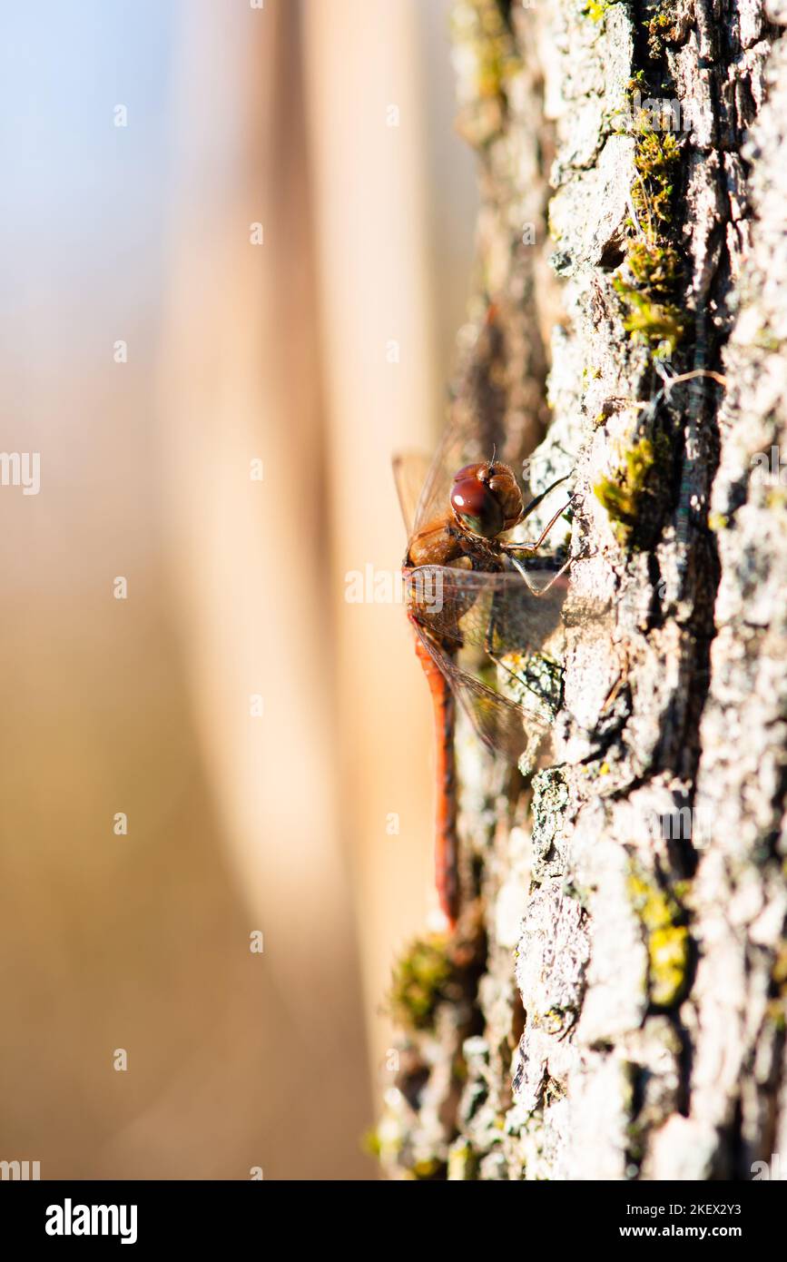Libellula rossa, Neurothemis fluttuans è seduta su un bosco, Haff Reimich riserva naturale in Lussemburgo Foto Stock