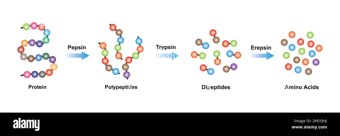 Progettazione scientifica di digestione della proteina. Gli enzimi pepsina, tripsina ed epsina agiscono sulla molecola proteica. Simboli colorati. Illustrazione vettoriale. Illustrazione Vettoriale