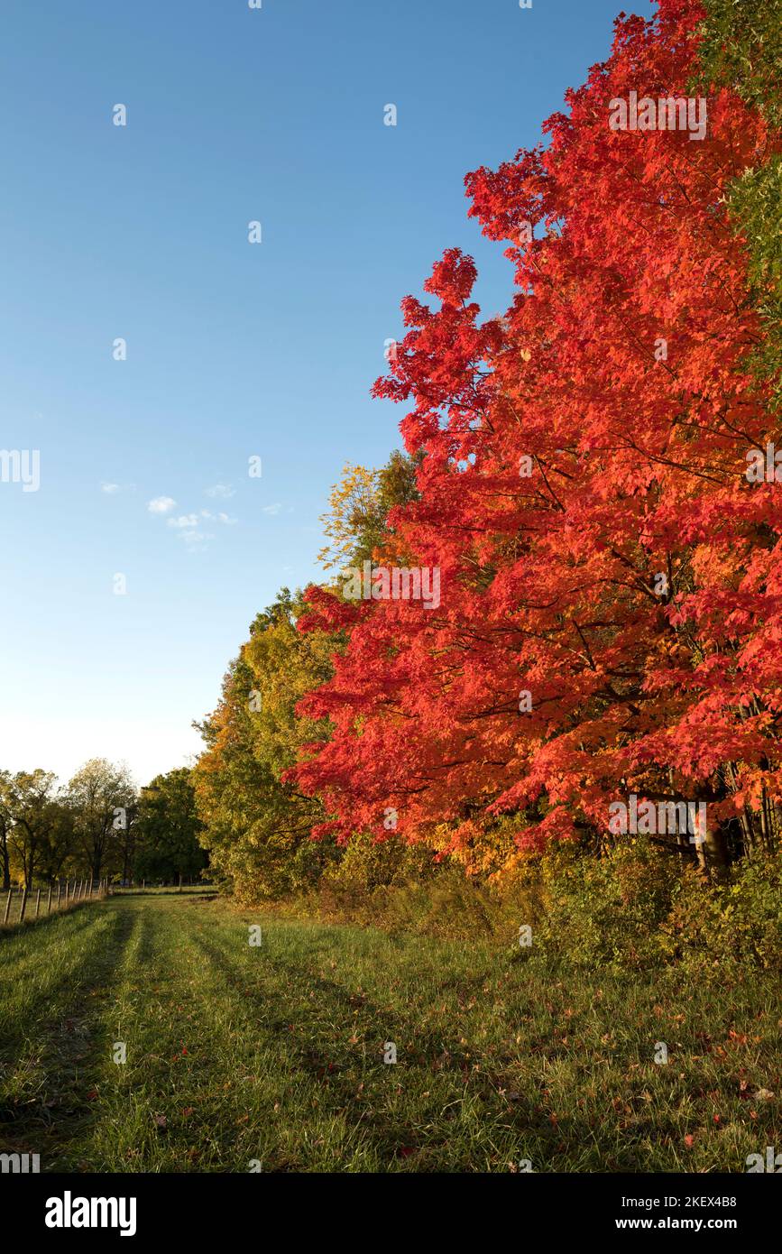 Una fila di alberi di acero maturo fiancheggia un campo e un sentiero nel parco statale delle Indiana Dunes in autunno. Foto Stock