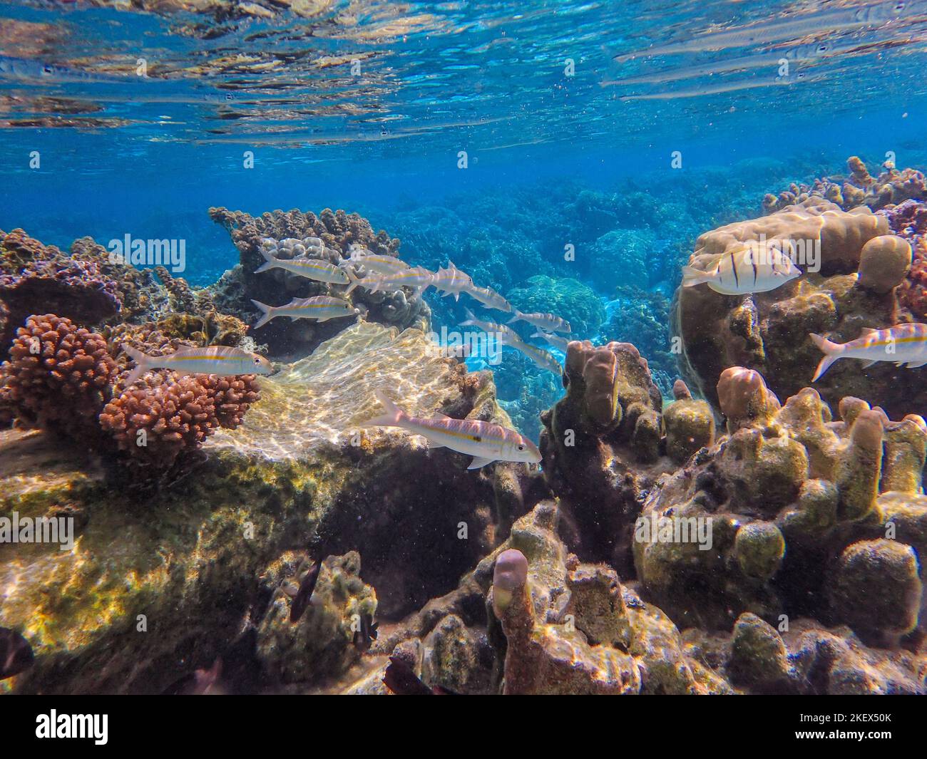 Pesci tropicali, Polinesia francese Foto Stock