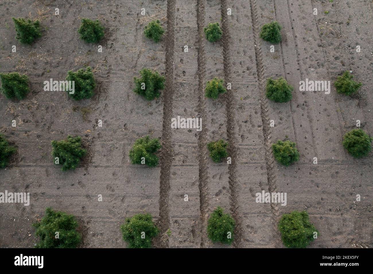 Campo di canapa CBD, steli ispessiti di piante industriali verdi, tiro aereo dall'alto verso il basso. Foto Stock