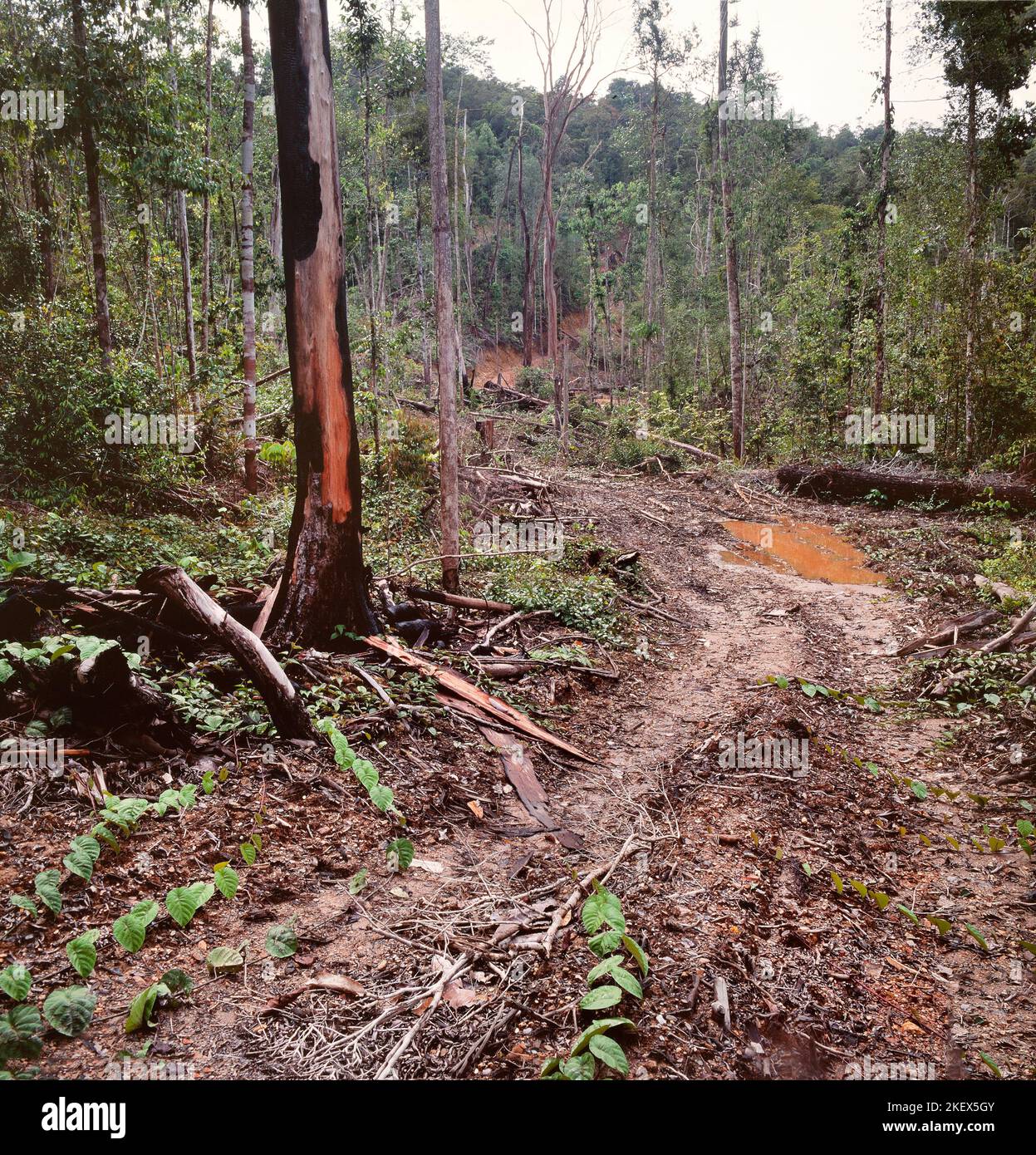 Disboscamento illegale, confine del parco nazionale di Mulu, Sarawak, Borneo, 1982 Foto Stock
