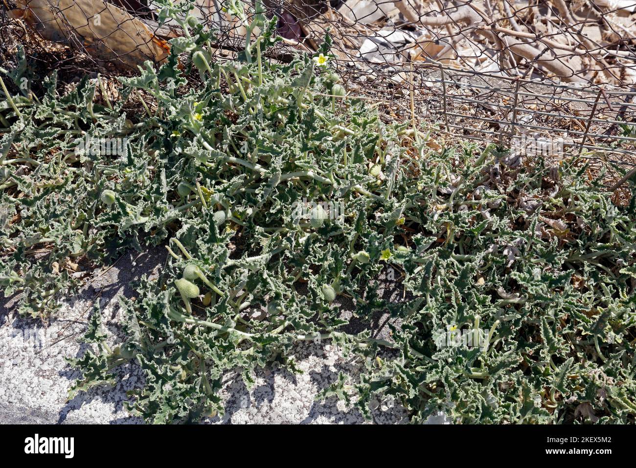 Pianta macinata strisciante sconosciuta con fiori gialli e parti bulbose. Foto Stock