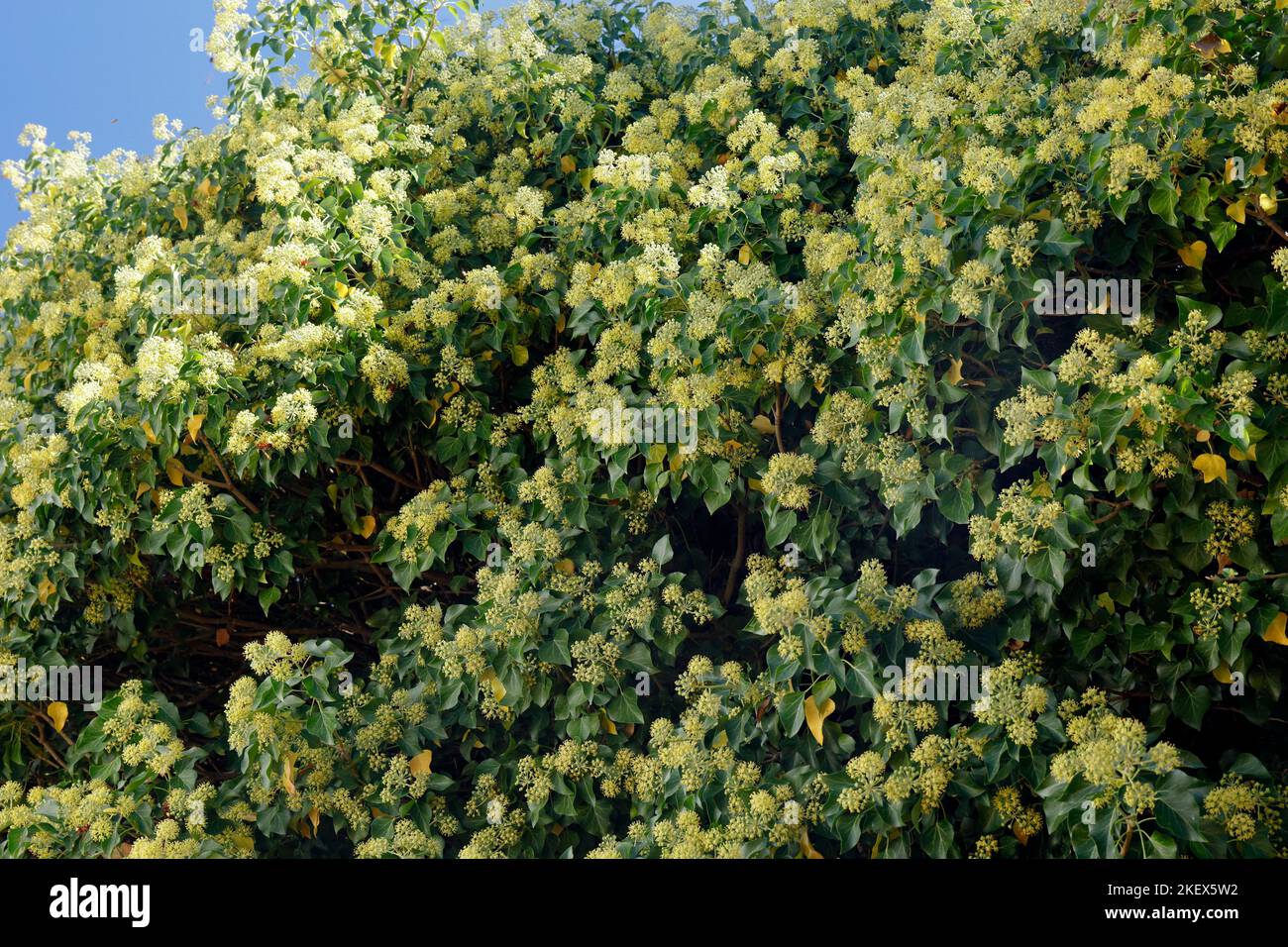 Ivy comune (Hedra Helix) in fiore con un sacco di vita insetto. Ottobre 2022. Autunno. Grecia. Foto Stock