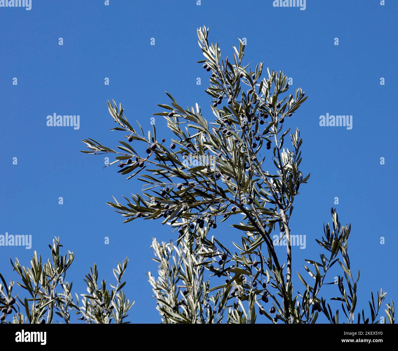 Olive sugli alberi contro un cielo blu. Lesbos OTTOBRE 2022. Autunno Foto Stock